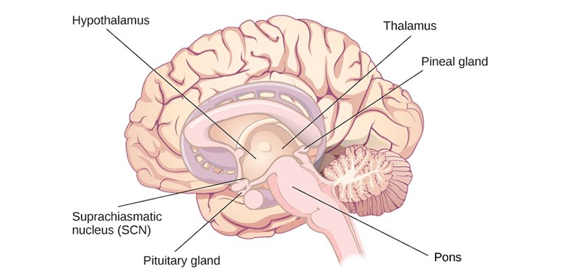 rem super patch hypotalamus talamus